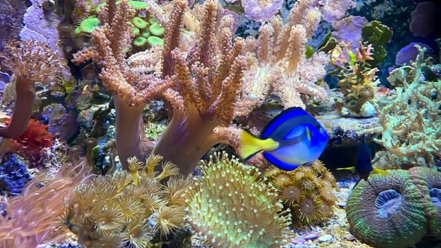 One of many beautiful coral species in a marine aquarium.
