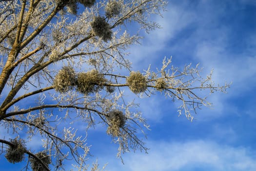 Tufts of mistletoe covered with hoarfrost high up on a tree.