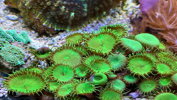 One of many beautiful coral species in a marine aquarium.