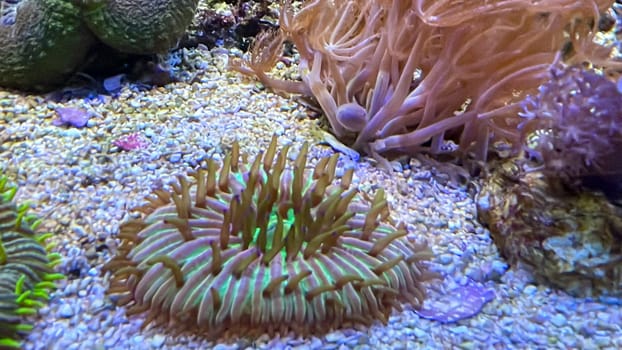 One of many beautiful coral species in a marine aquarium.