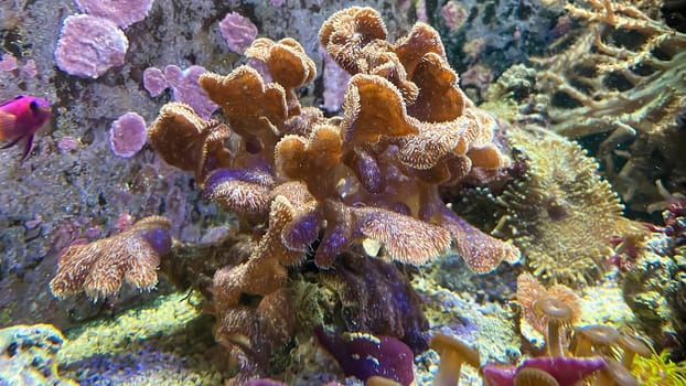 One of many beautiful coral species in a marine aquarium.