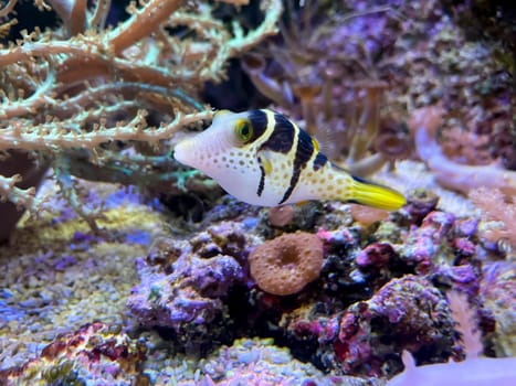 A puffer fish swims among various corals in seawater.