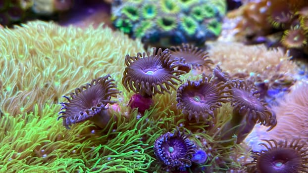 One of many beautiful coral species in a marine aquarium.