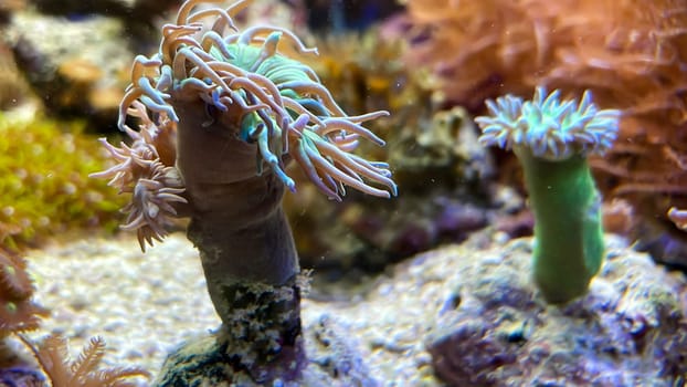 One of many beautiful coral species in a marine aquarium.