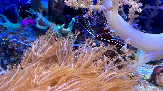 One of many beautiful coral species in a marine aquarium.