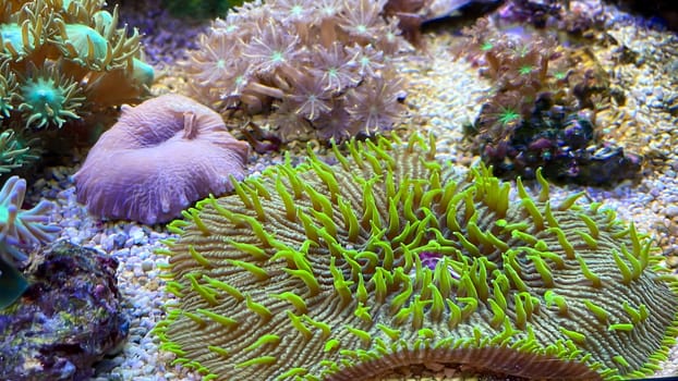 One of many beautiful coral species in a marine aquarium.