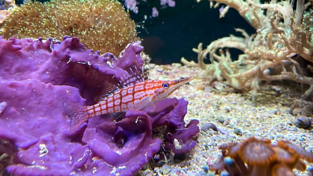 A coral guardian fish lies on a coral and guards it as its territory.