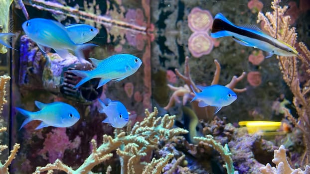 A small school of swallowtail fish in a saltwater aquarium.