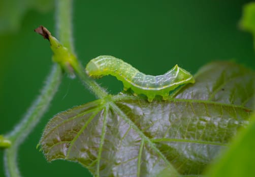 The caterpillar of a pyramid owl, Amphipyra pyramidea on a leaf.