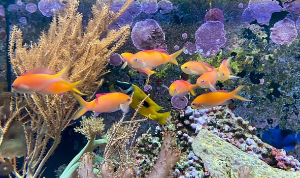 A small school of orange swallowtail fish in seawater.