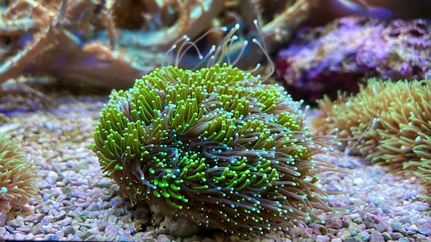 One of many beautiful coral species in a marine aquarium.
