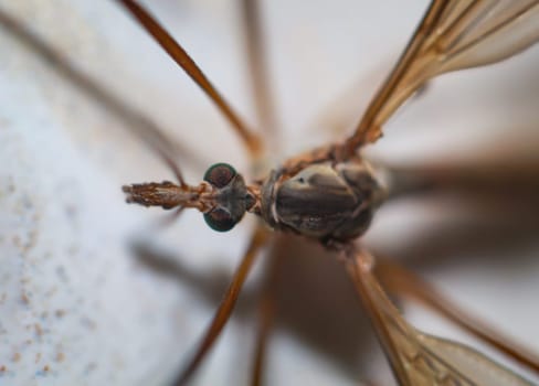 Close-up of a snake, a Tipula paludosa / oleracea. Portrait of a long legged cricket.