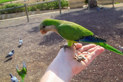 Portrait, close up of monk parakeet on Fuerteventura.