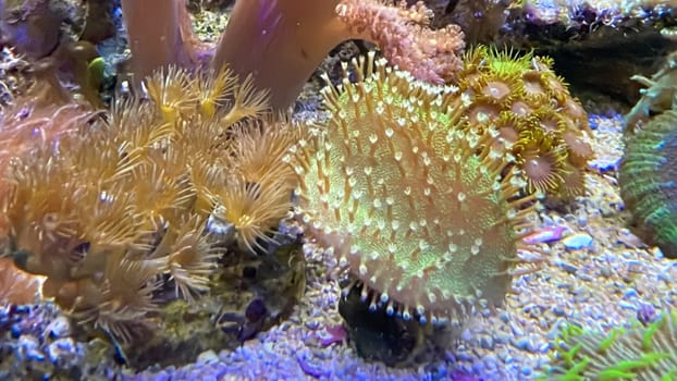 One of many beautiful coral species in a marine aquarium.