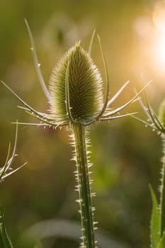 The flower of wild cardoon ( Dipsacus fullonum) on a meadow.