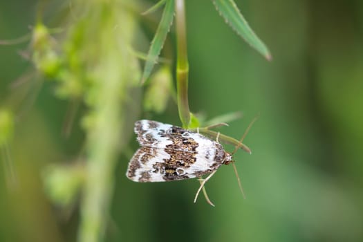 An owl butterfly, gamma owl on the stalk of a plant.