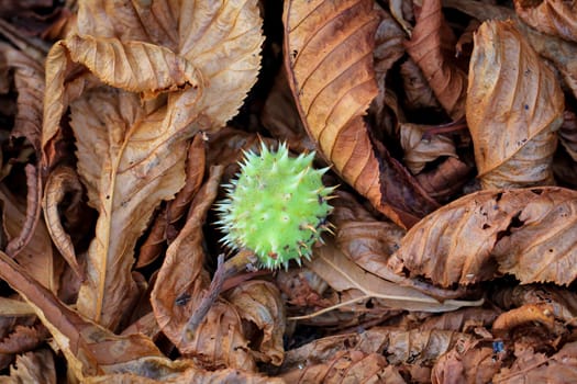 On brown autumn chestnut leaves lies a chestnut in its natural wrapping.