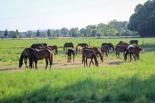 Herd of horses grazing in a field in the morning light.