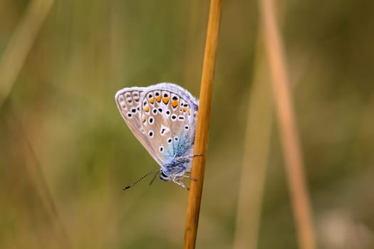 Common Blue butterfly (Polyommatus icarus) sitting on grass
