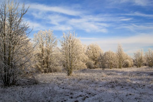Bueme covered with hoarfrost in a cold winter landscape.