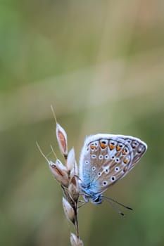 Common Blue butterfly (Polyommatus icarus) sitting on grass