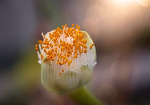 The flower of the elephant ear, Alocasia odora. close-up of an exotic flower.