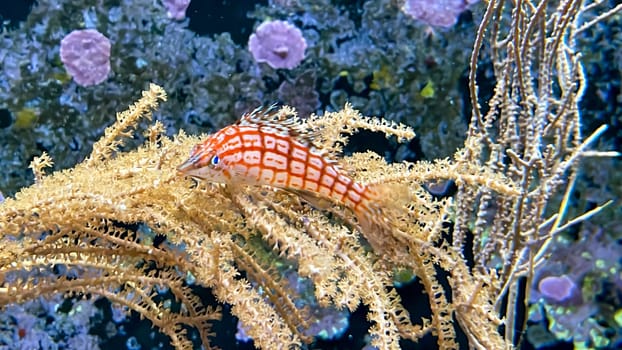 A coral guardian fish lies on a coral and guards it as its territory.