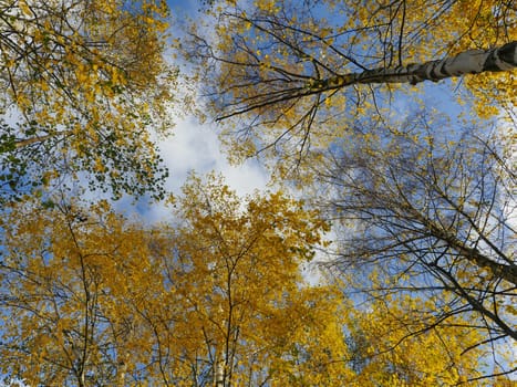 sky with clouds over tall trees with yellow leaves autumn