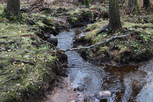 small narrow stream winding throught forest stream