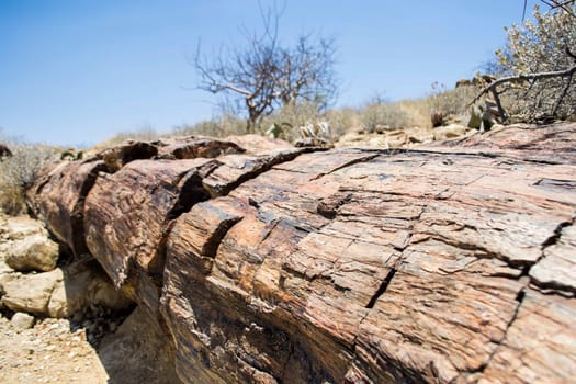 Close-up shot of petrified tree trunk at petrified forest in Khorixas Kunene Namibia