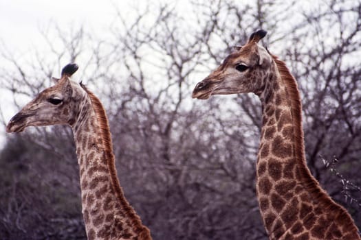 Giraffe (Giraffa camelopardalis), Kruger National Park, Mpumalanga, South Africa.