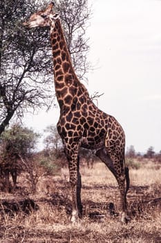 Giraffe (Giraffa camelopardalis), Kruger National Park, Mpumalanga, South Africa