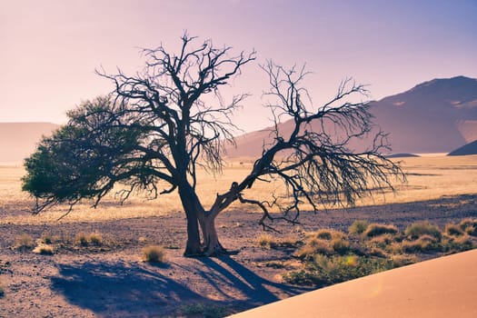 Horizontal shot of a dying tree in the desert of Sossusvlei, Namibia with dramatic light during golden hour. Beauty in nature