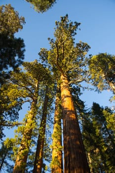 vertical shot of Redwood sequoia trees against blue sky. beauty in nature