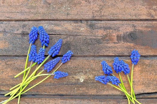 Blue spring flowers on a wooden background. Muscari armeniacum on a wooden background. Bright postcard, congratulations. Copy space still life flat lay. Dark shabby old wood. Armenian grape hyacinth