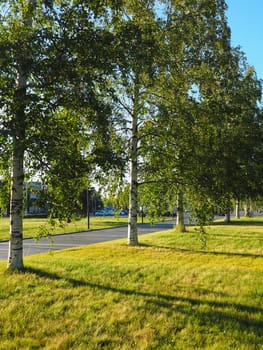 Green birches near Kirov Square Kirovan lagevo Kirovin aukio. The city center Petrozavodsk. The capital of Karelia. Venue for the main city events and celebrations August 3, 2022 Finnish theater.