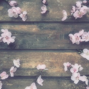 Pink flowers of apple tree or peach tree on wooden boards. Delicate inflorescences arranged in circle. Soft focus. Theme of spring, holiday, spa, beauty, home interior. Copy space flat lay. Still life