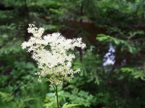 Filipendula vulgaris, commonly known as dropwort or fern-leaf dropwort, is a perennial herbaceous plant in the family Rosaceae, closely related to meadowsweet Filipendula ulmaria