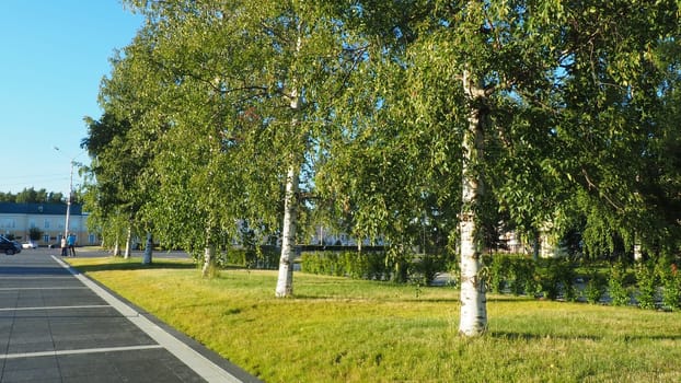 Green birches near Kirov Square Kirovan lagevo Kirovin aukio. The city center Petrozavodsk. The capital of Karelia. A few people talking. Venue for the main city events and celebrations August 3 2022