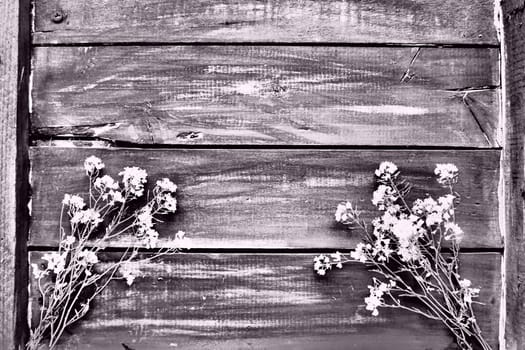 rapeseed flowers collected in a bunch or bouquet on wooden background. Wildflowers are arranged neatly on the table. Free space for text. Brassica napus Cabbageaceae. Black and white monochrome photo