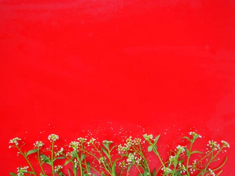 Flowers of shepherds purse on a red background. Copy space for text. Card for the holiday. Red backdrop. White shepherds purse Capsella bursa-pastoris, plant of the mustard family Brassicaceae.