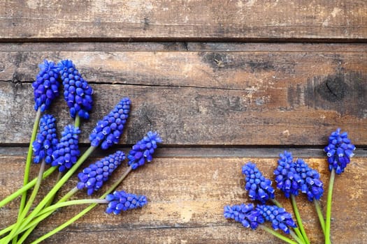 Blue spring flowers on a wooden background. Muscari armeniacum on a wooden background. Bright postcard, congratulations. Copy space still life flat lay. Dark shabby old wood. Armenian grape hyacinth