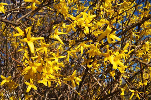 Forsythia is a genus of shrubs and small trees of the Olive family. Numerous yellow flowers on branches and shoots. Class Dicotyledonous Order Lamiaceae Olive family Genus Forsythia.