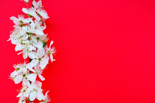 White flowers of bird cherry on a red background. Copy space for text. Bright card for the holiday or invitation. Spring time