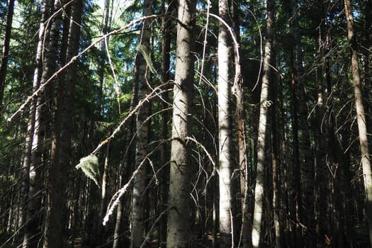Taiga biome dominated by coniferous forests. Picea spruce, genus of coniferous evergreen trees in the Pine family Pinaceae. Russia, Karelia, Orzega. Dense forest. Terrible bowl. Wild deserted forest