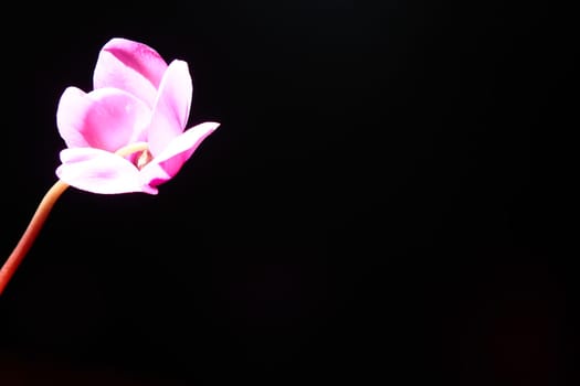 Cyclamen, or Alpine violet, is a genus of plants in the subfamily Myrsinoideae of the family Primulaceae. Pink cyclamen on a black background. Copy space. Postcard, invitation or congratulation