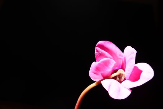 Cyclamen, or Alpine violet, is a genus of plants in the subfamily Myrsinoideae of the family Primulaceae. Pink cyclamen on a black background. Copy space. Postcard, invitation or congratulation