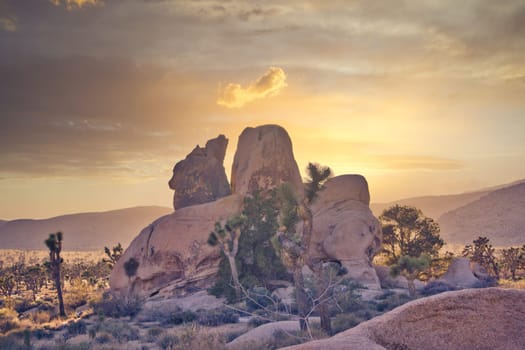 Rock formation and Yucca trees at Joshua Tree National Park in California, USA during sunset. Travel and Tourism.