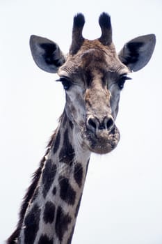 Giraffe (Giraffa camelopardalis), Kruger National Park, Mpumalanga, South Africa