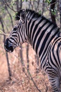 Plains Zebra (Equus burchellii), Kruger National Park, Mpumalanga, South Africa